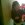 GoSieK